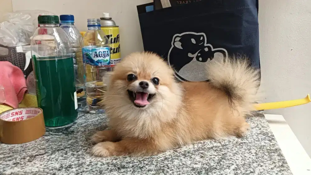 SUPER MINI POM. Anak anjing puppy minipom betina