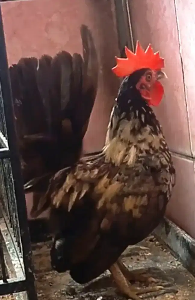 Ayam Kate jantan remaja