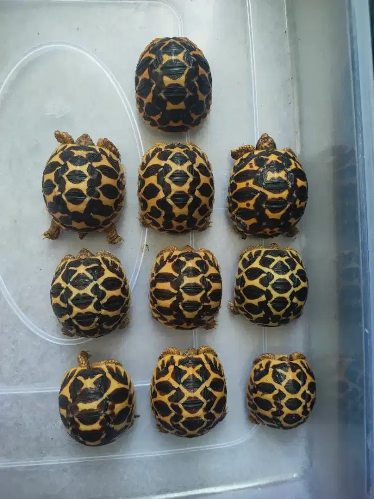 indianstar baby 4-4,7cm - semua sehat, makan rakus