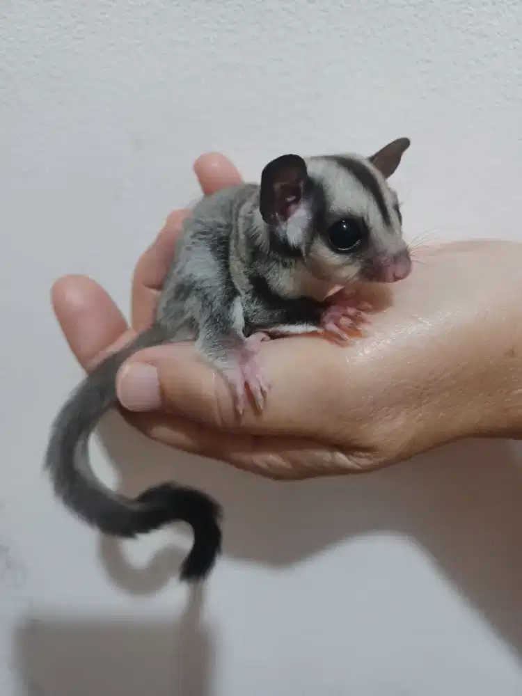 Sugar Glider Grey Baby