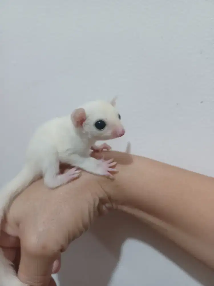 Sugar Glider Leu Baby
