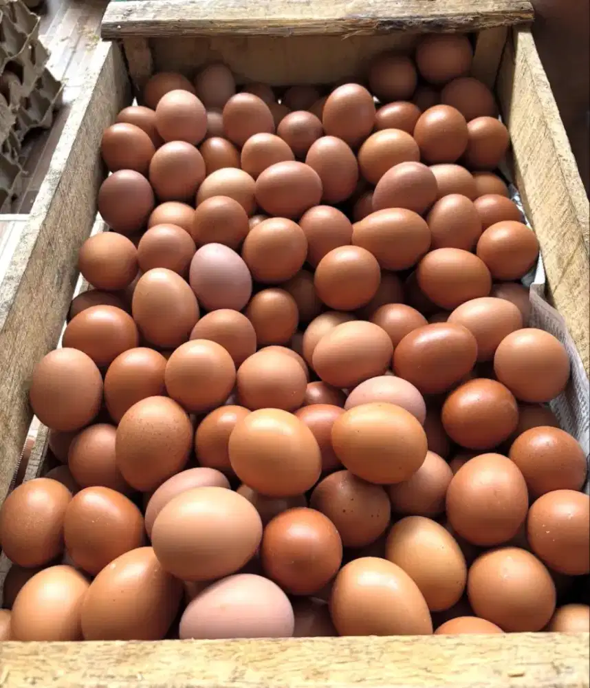 Telur ayam dan telur puyuh