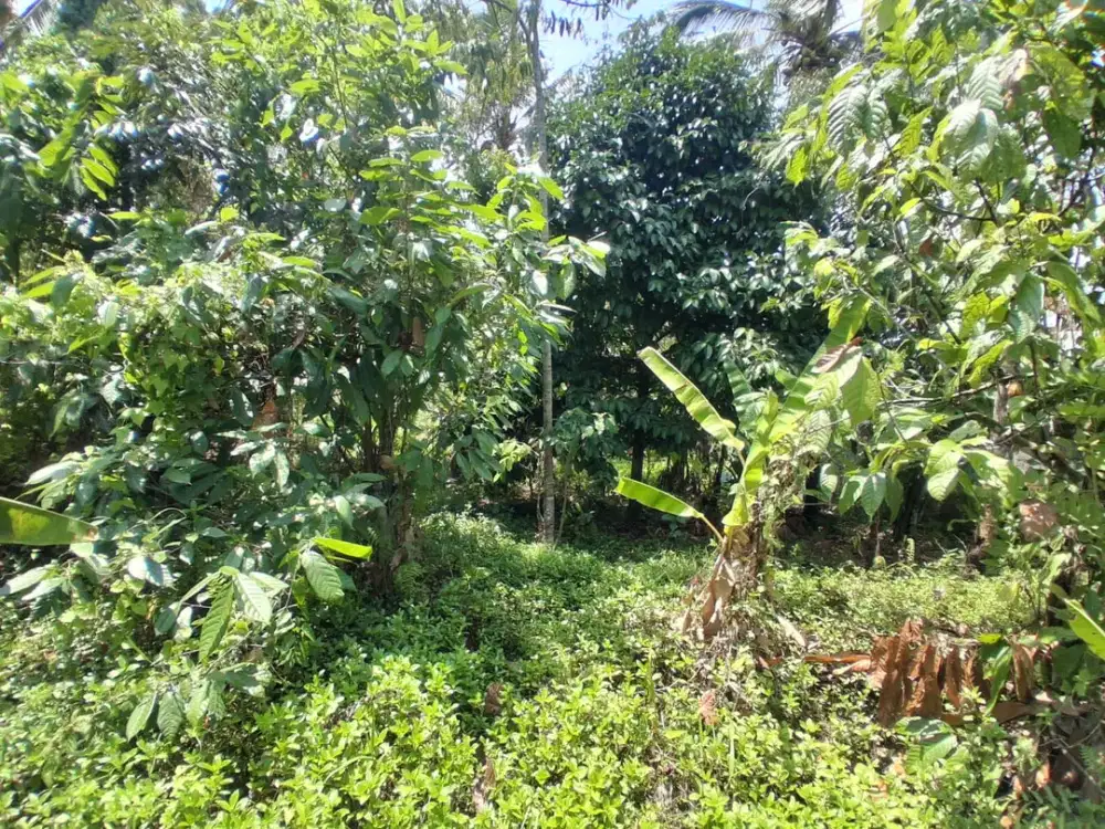Langka Banget! Tanah Murah 9 Are di Desa Lumbung!