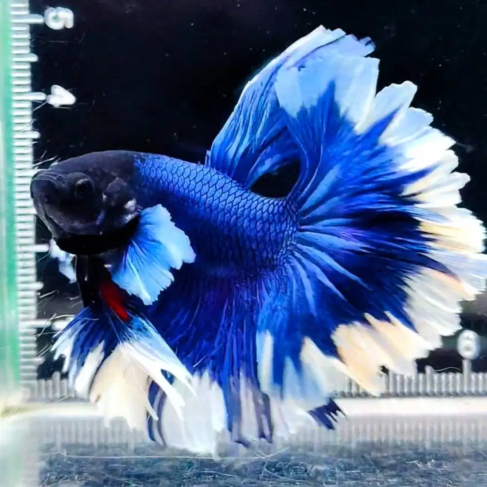 DIJUAL IKAN CUPANG (ECER MAUPUN PARTAI) HARGA MURAH (SURABAYA)