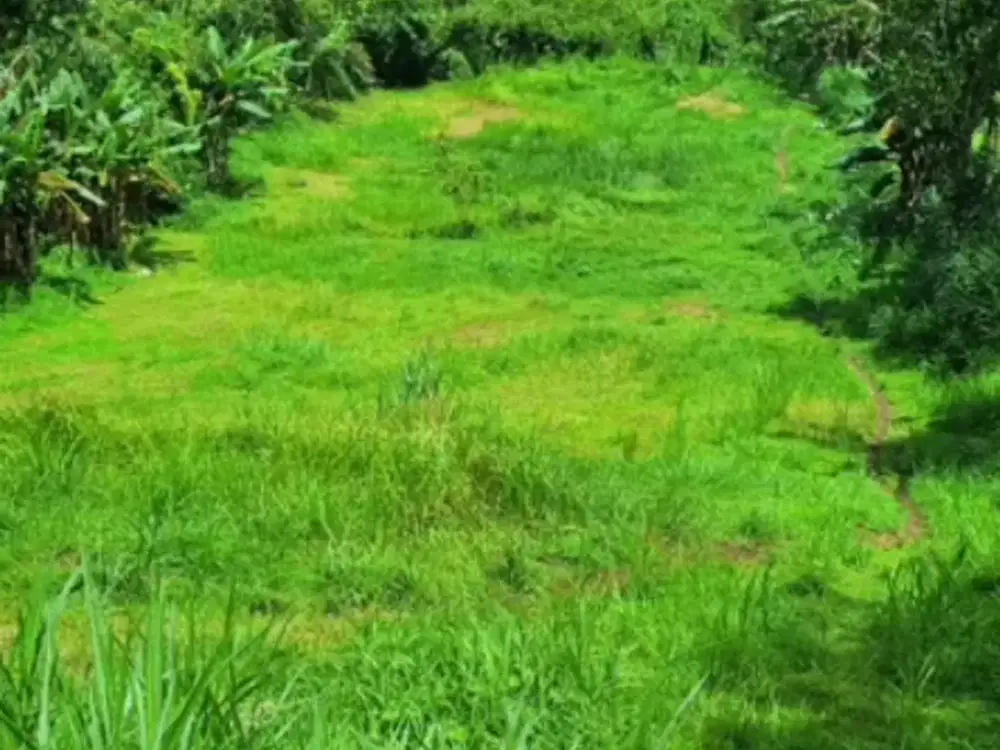 Dijual Tanah di Salah Satu Kawasan yang Paling Diminati di Bali