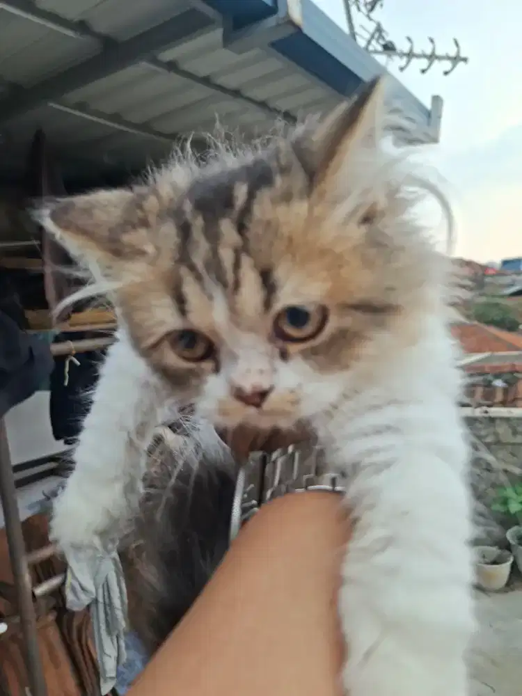 Kucing ras persmed mix peaknose,maincoone,british short hair,flatnose