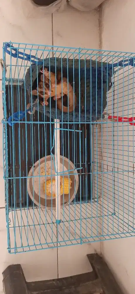 Di jual Sulger Gilder