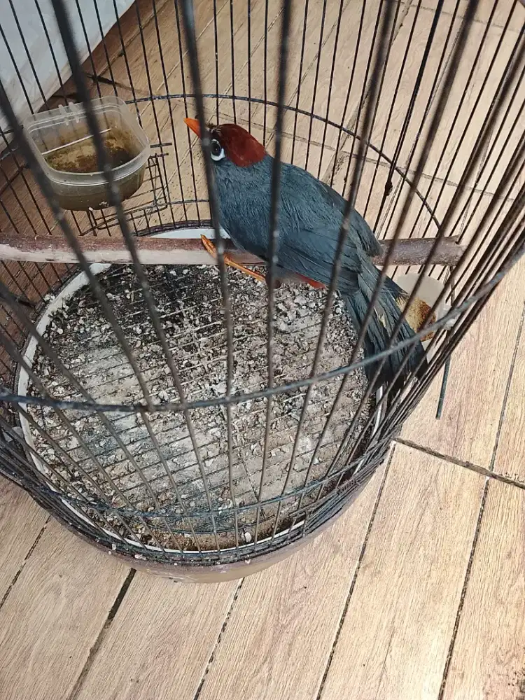 Jual burung Poksay Mandarin