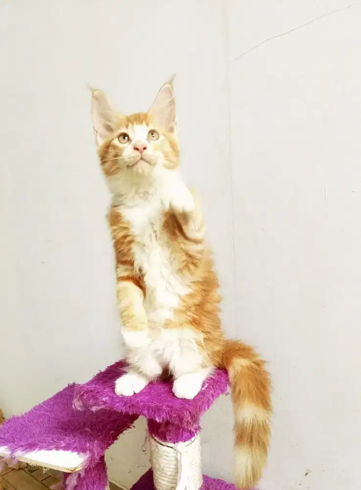 Kitten MaineCoon Betina Pure No mix. Induk Ped CFA Show Quality