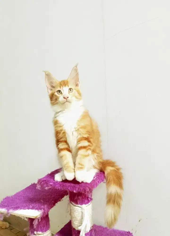 Kitten MaineCoon Betina Pure No mix. Induk CFA Show Quality