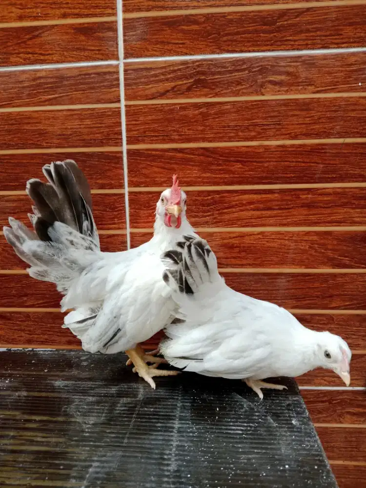 Ayam Kate chabo black tail sepasang