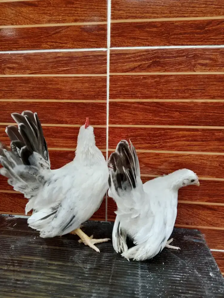 Ayam Kate chabo sepasang