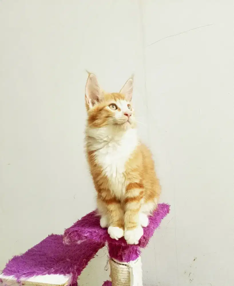 Kitten MaineCoon Betina Pure Bkn mix. Induk CFA Show Quality.