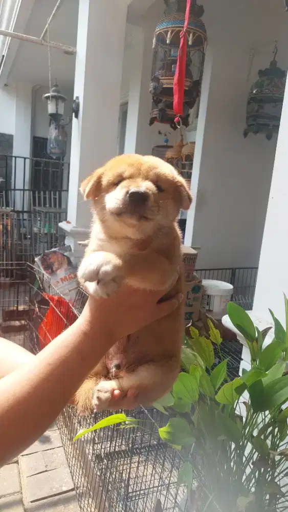 Puppies Shiba Inu