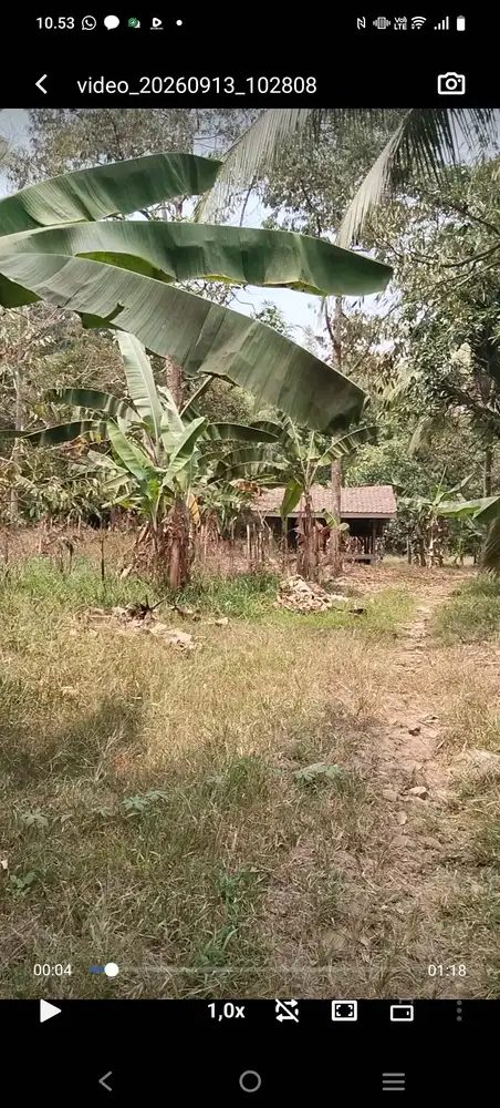 Dijual kebun durian