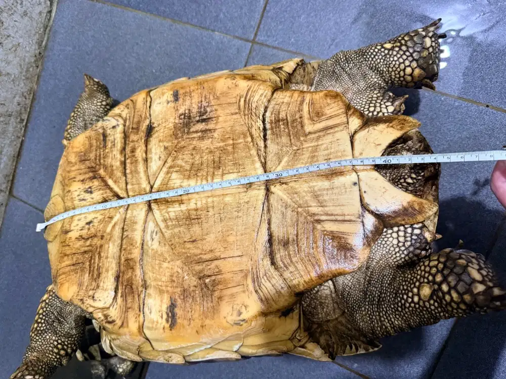 Sulcata Kura Darat Bundle SEHAT NO CACAT RAKUS