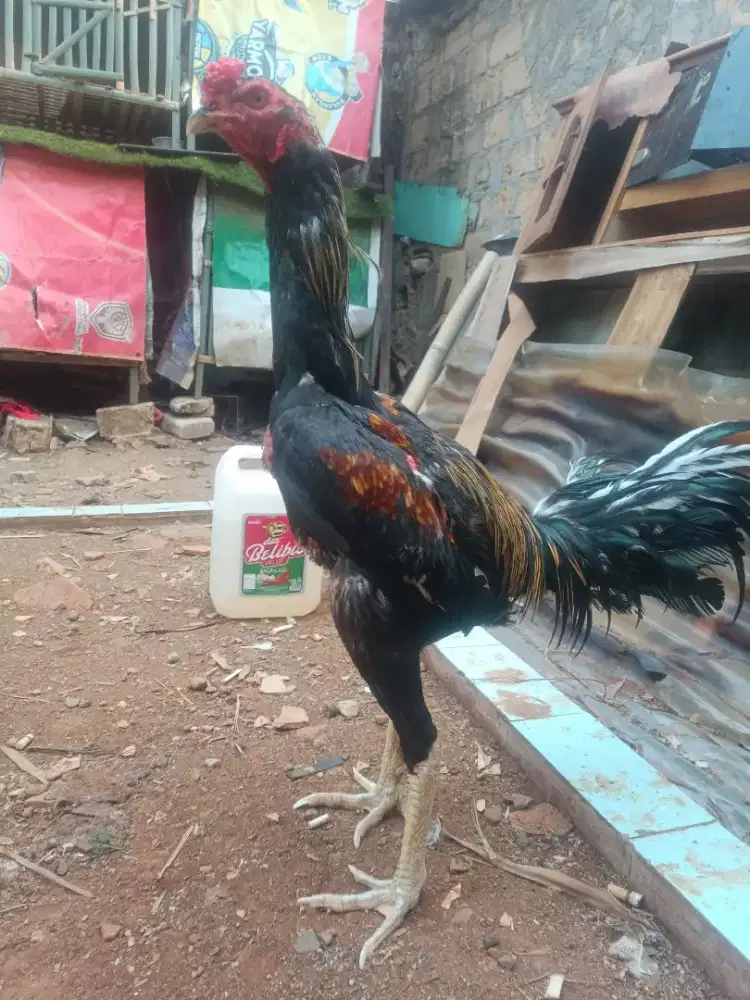 Ayam Bangkok muda