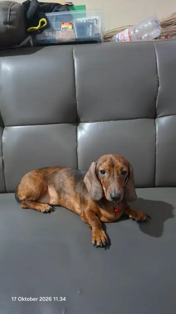 Anjing Tekel ( cewe )