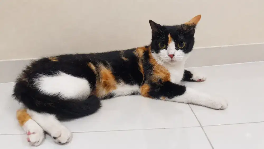 Induk Kucing mix BSH dan anakan