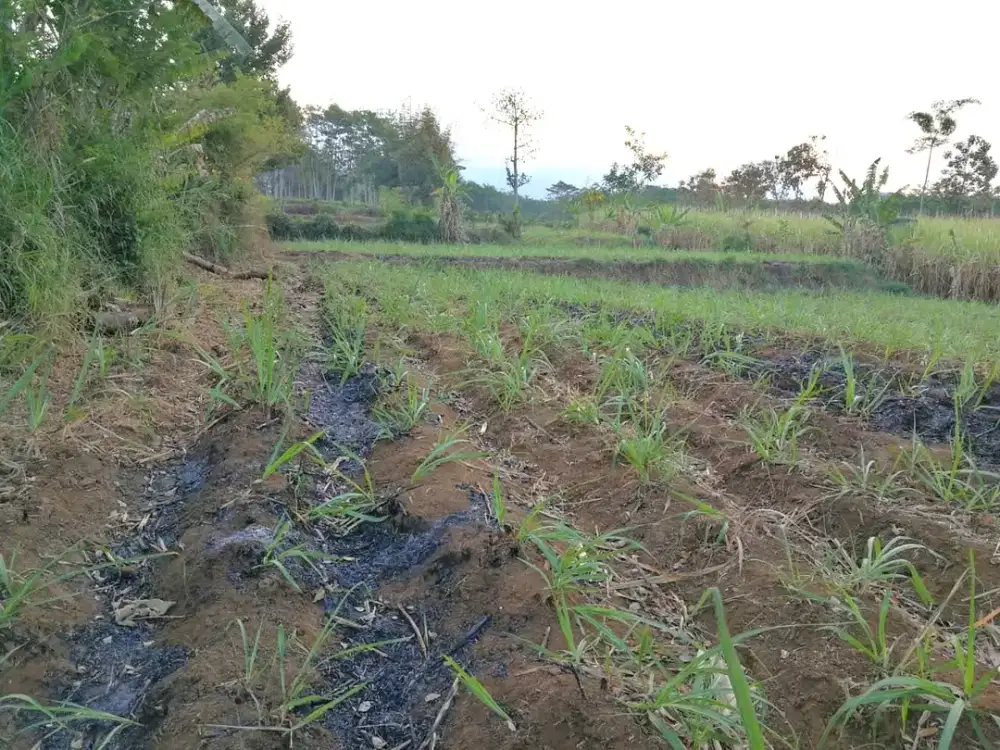 2151 Jual Tanah Luas Asri di Malang Wagir Dekat Pusat Kota