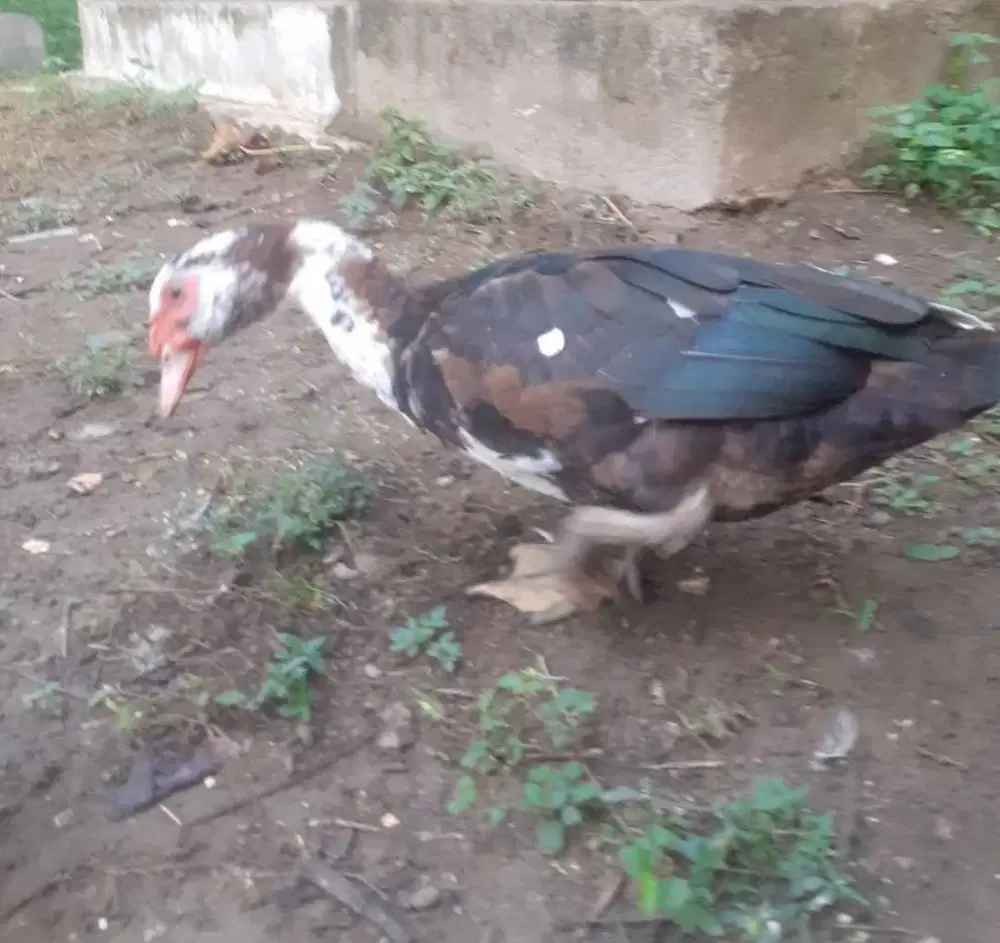Entog Serati Buat Konsumsi atau ternak