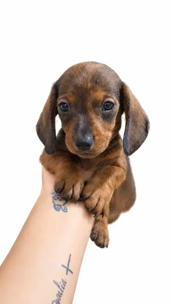 Anakan Anjing Tekel ( pure )
