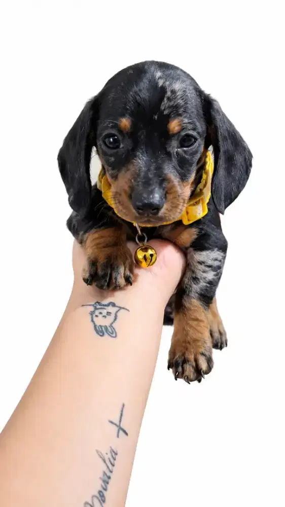 Anakan anjing tekel ( pure )