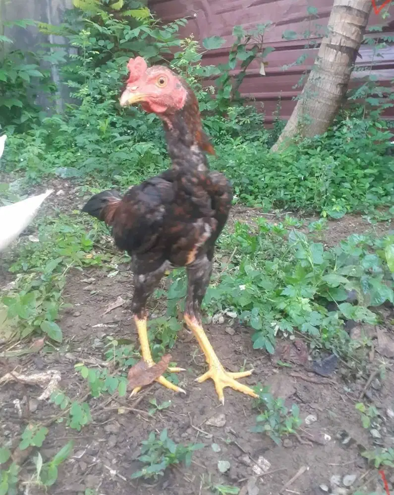 Ayam jenis Pama usia 5 bulan masih taji jagung