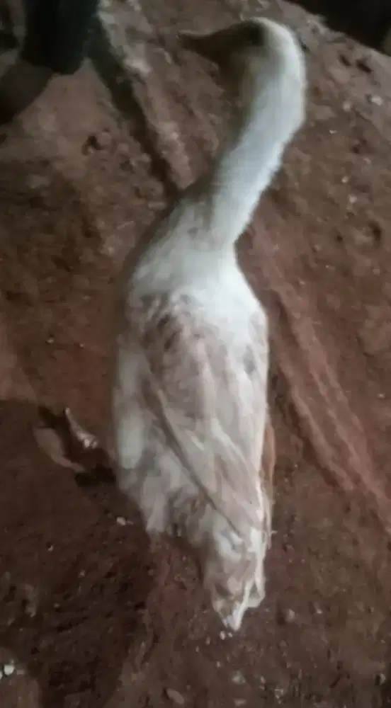 Dijual Bebek Putih
