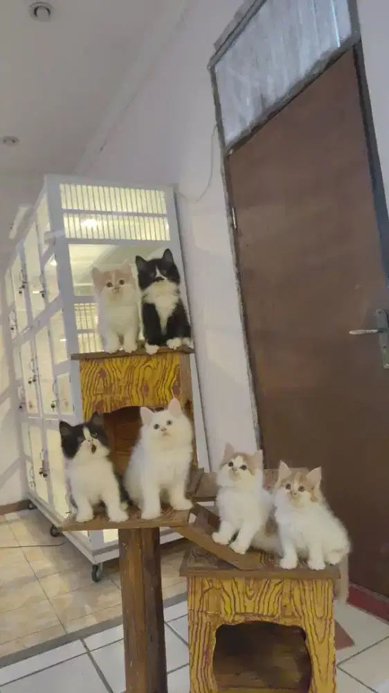 Kucing kitten ras persia longhair bulu kapas