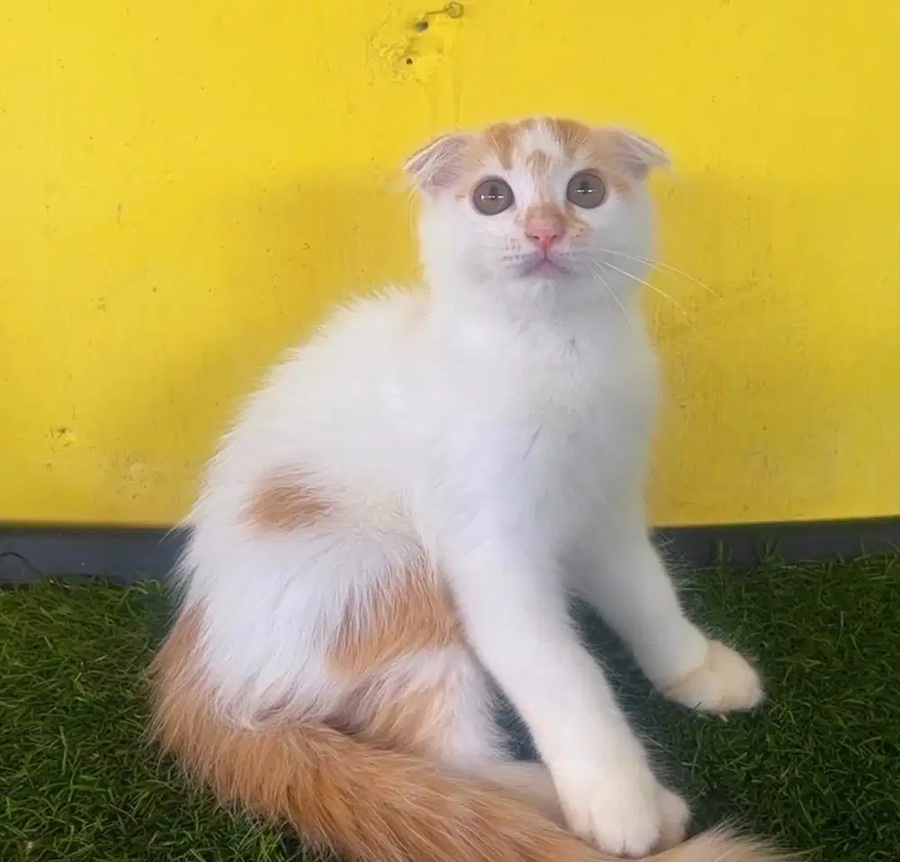 Kucing ras scotis fold jantan x bsh bukan persia