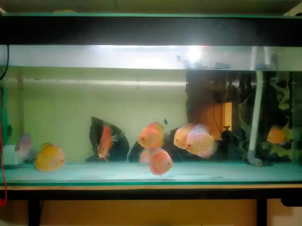 Discus 9 ekor borongan