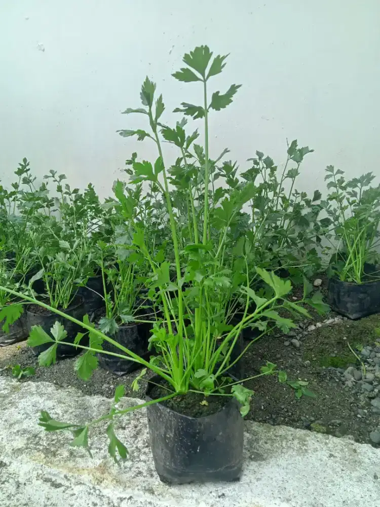 Jual sayur seledri dalam polyback