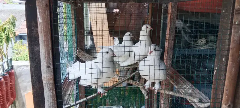 Merpati Kipas / Merpati Hias