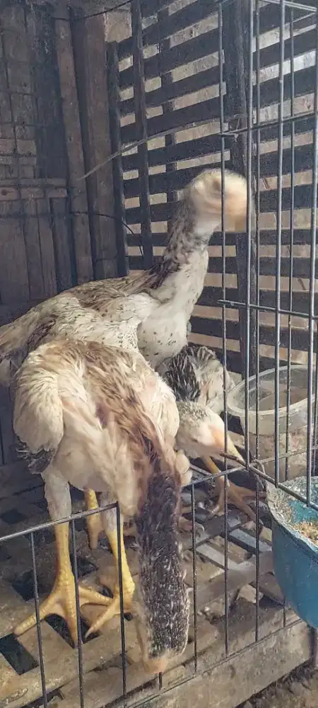 Shamo Eropa Betina Muda