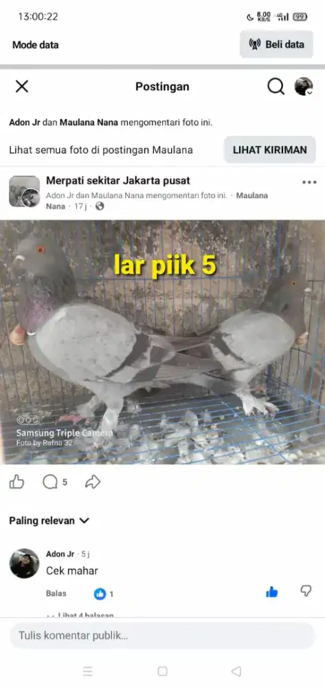 Burung dara/merpati
