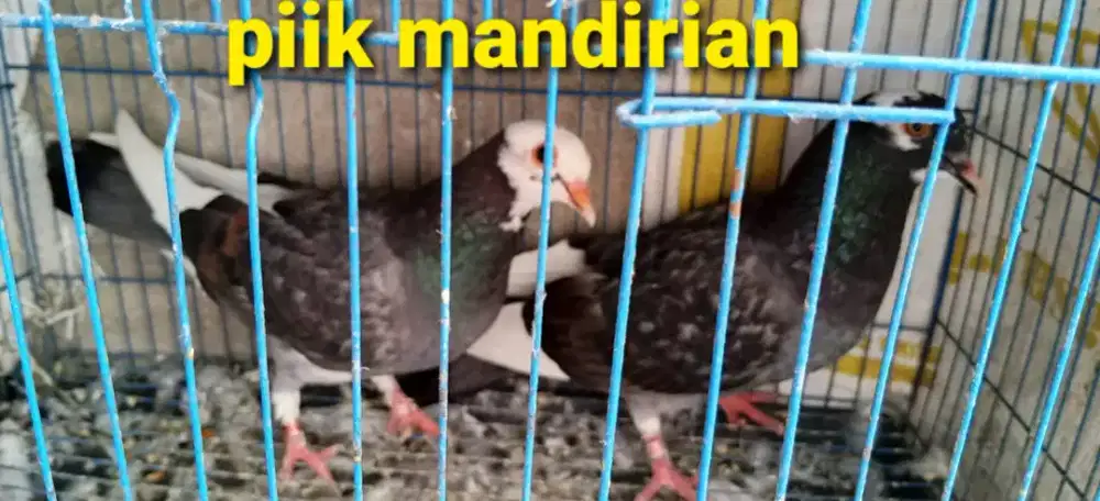 Burung merpati/ dara