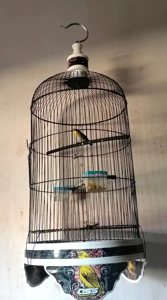 Perci monty mata putih lokal