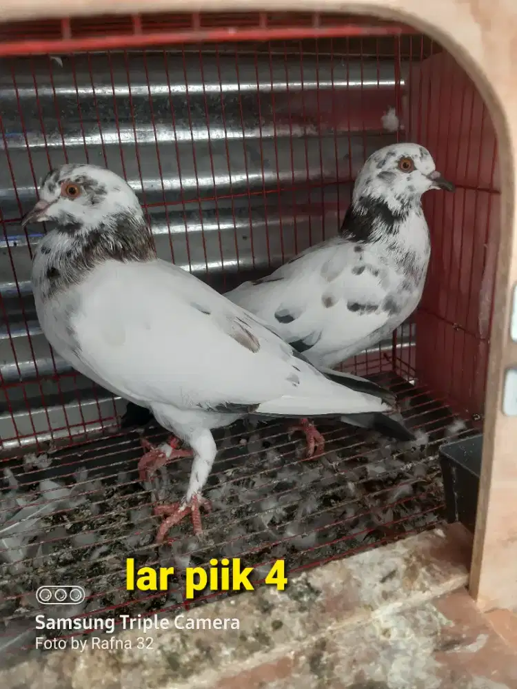Sepsang burung merpati/dara