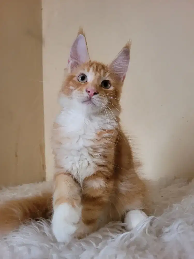 Mainecoon Jantan