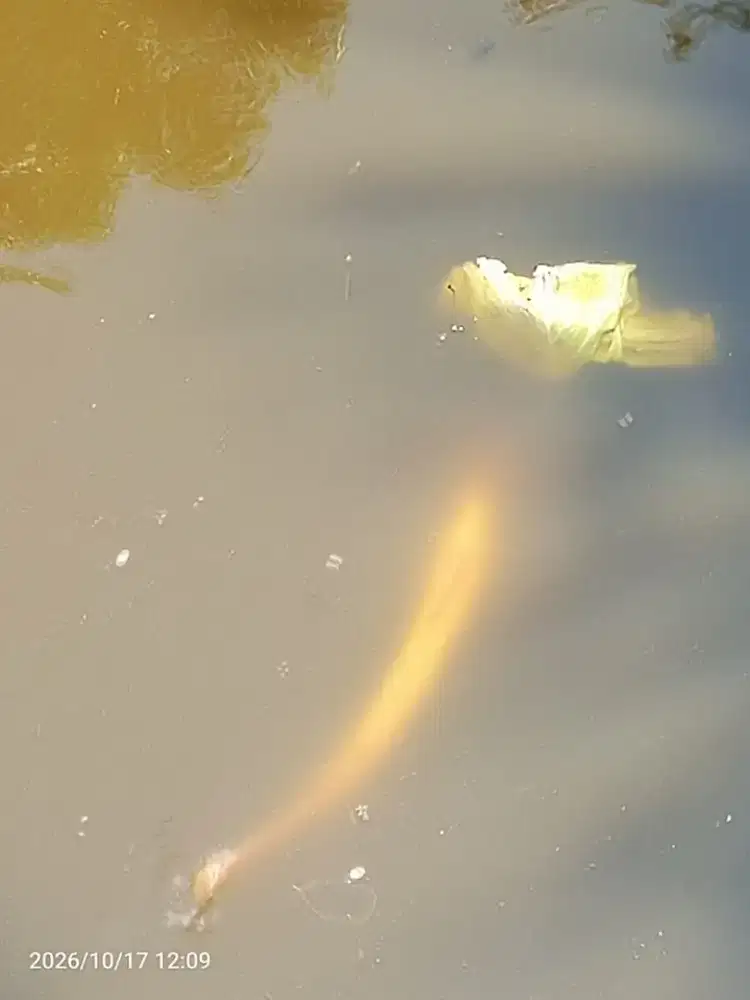Ikan Patin putih besar