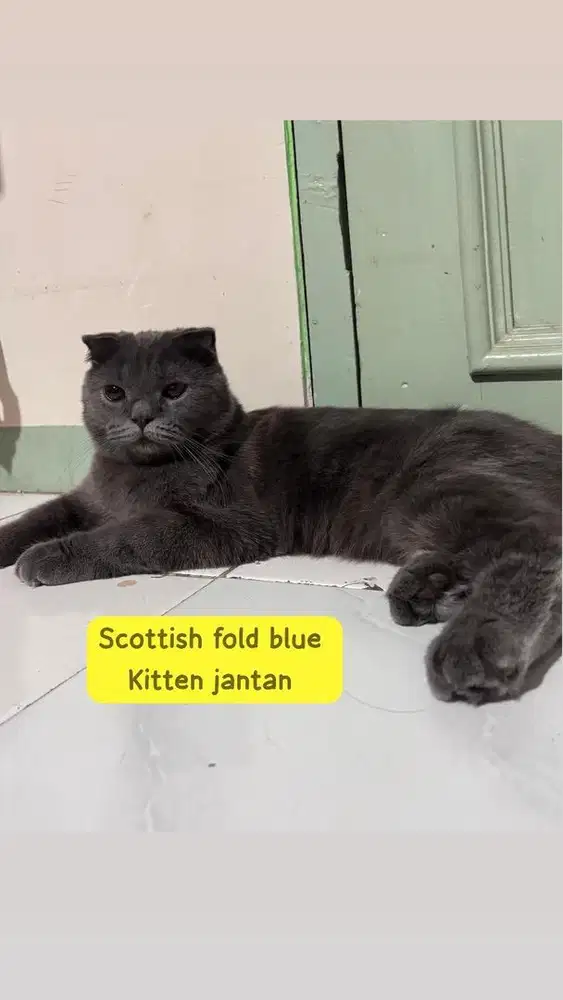 scottish foldz fortune cats jdhin munchkin bsh byd ash
