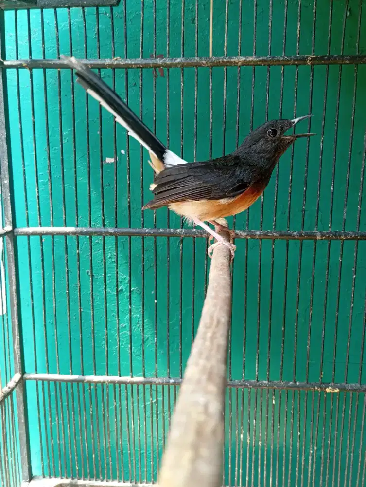 Murai Batu Medan Bahorok Jantan Trah Prestasi Ekor Panjang Rajin Bunyi