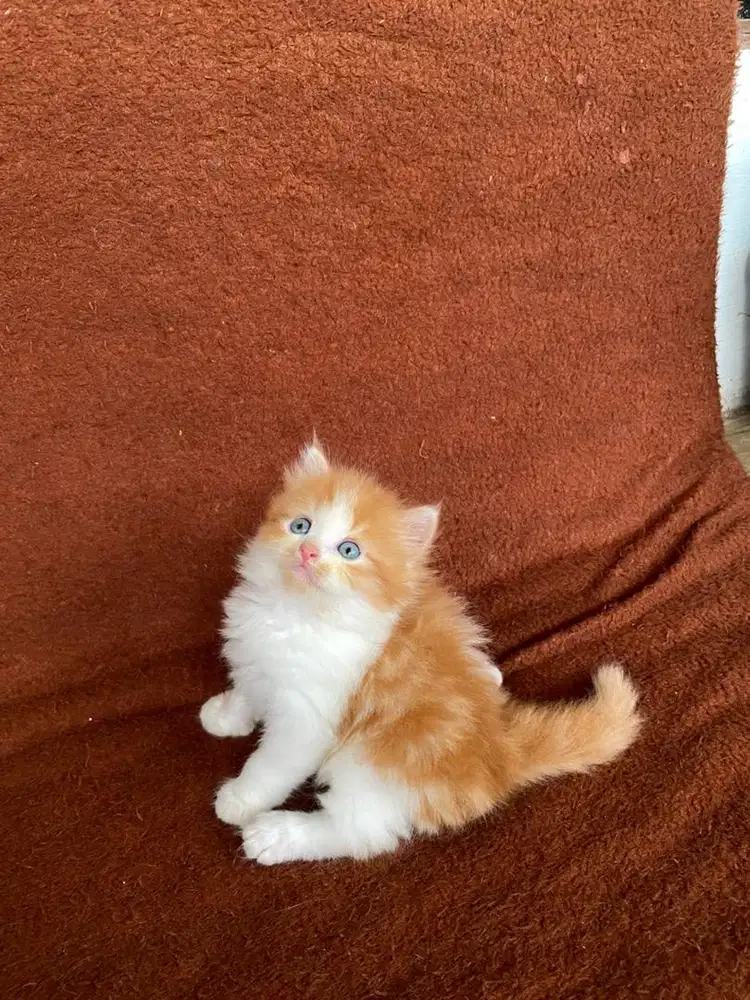 Kucing Kitten Persia Betina