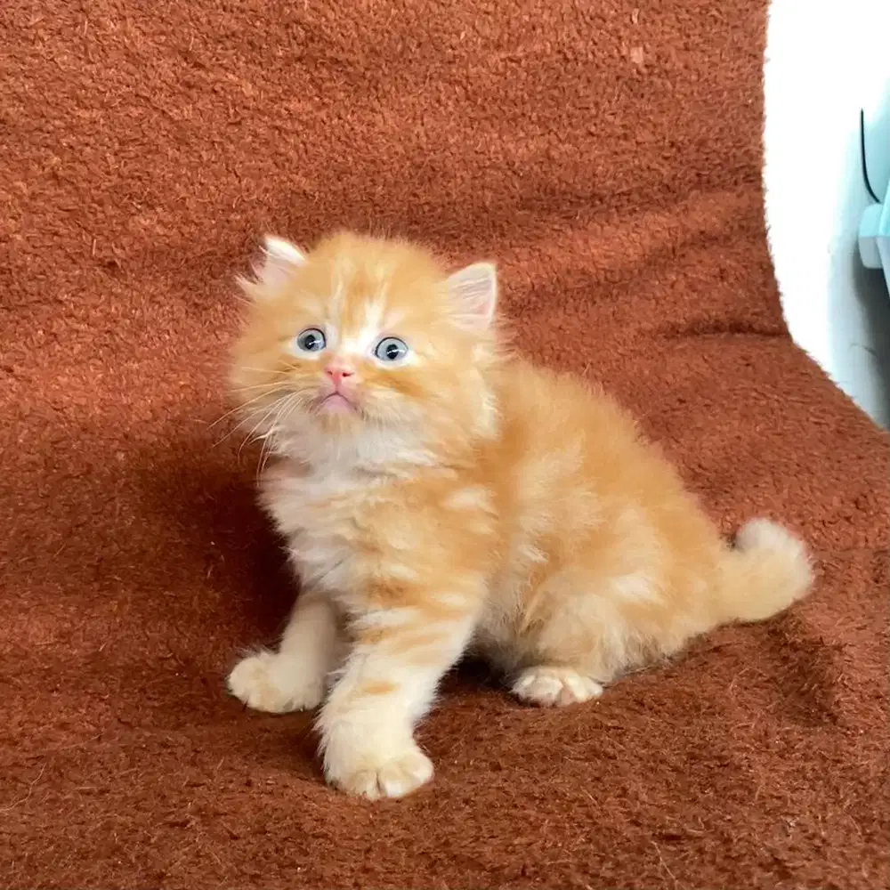 Kucing Kitten Persia Betina