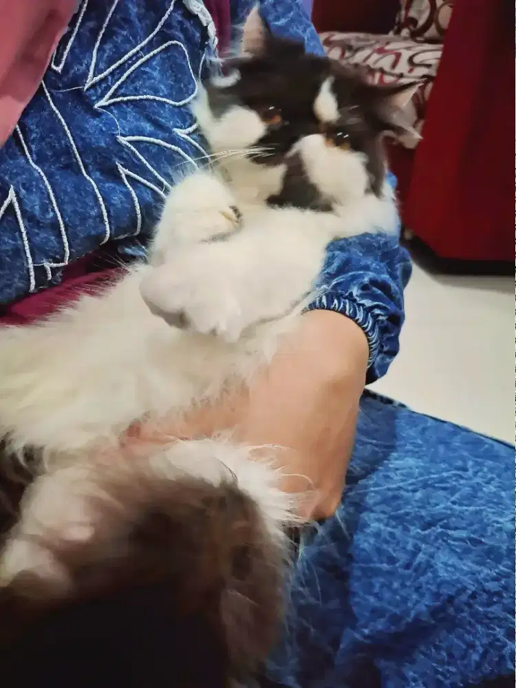 Kucing peaknose birahi