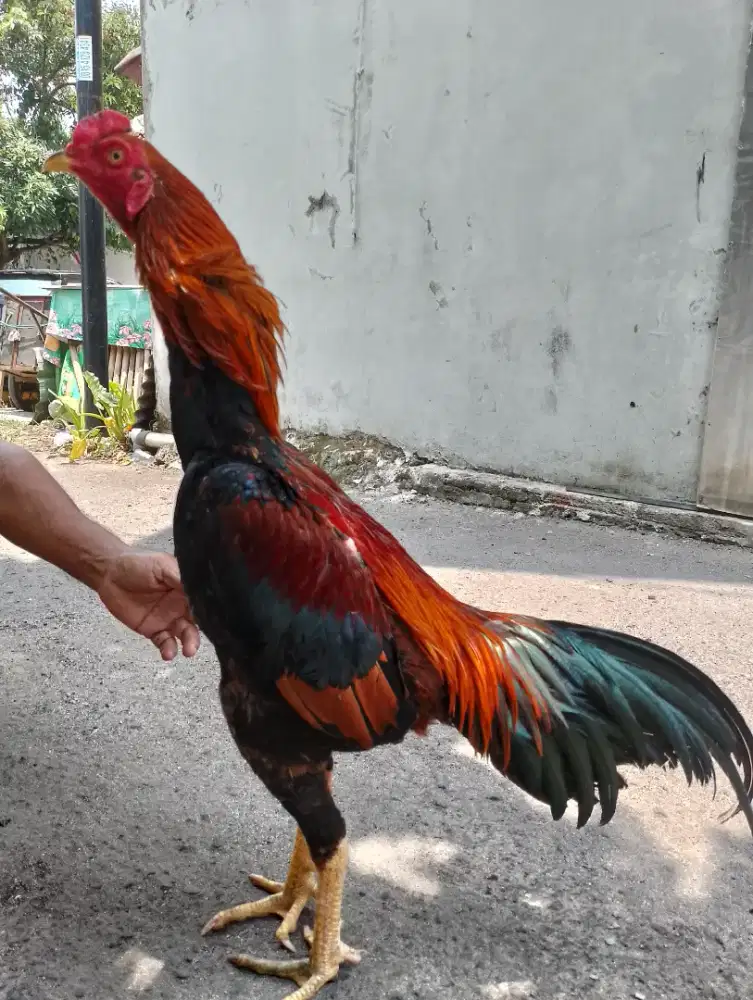 Ayam Bangkok Muda Gress