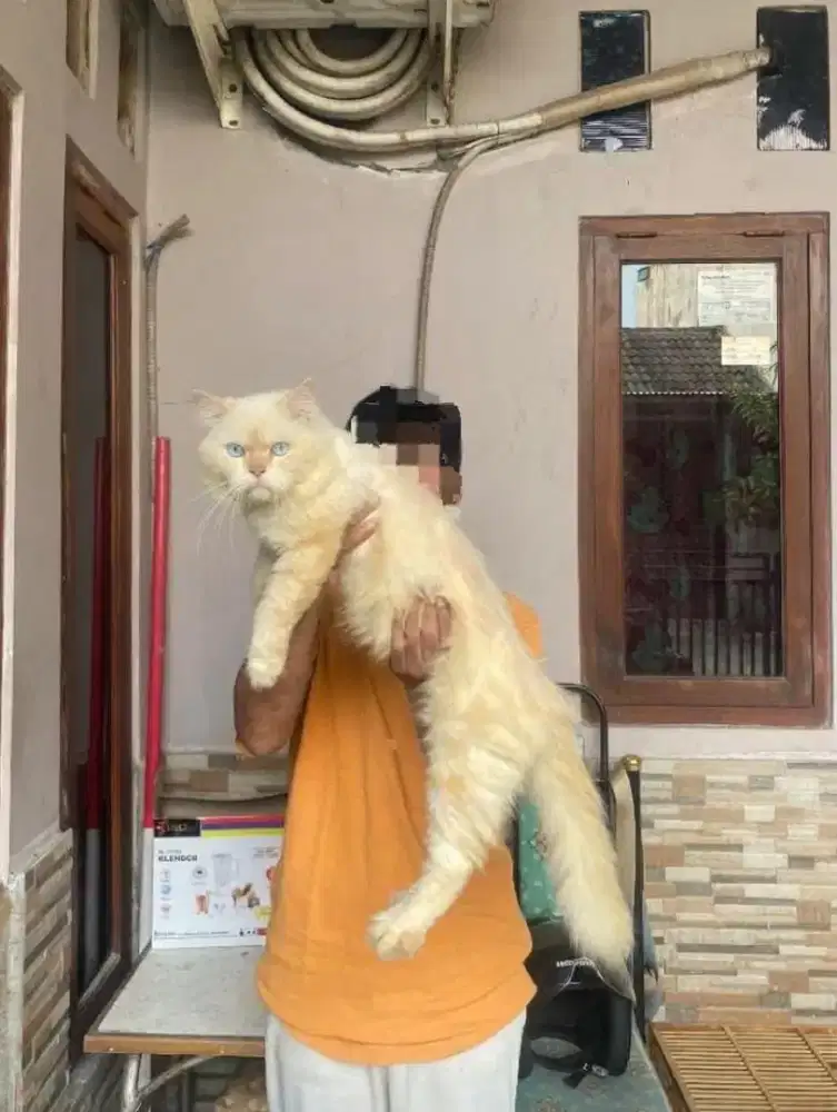 kucing himalaya mix maincoone