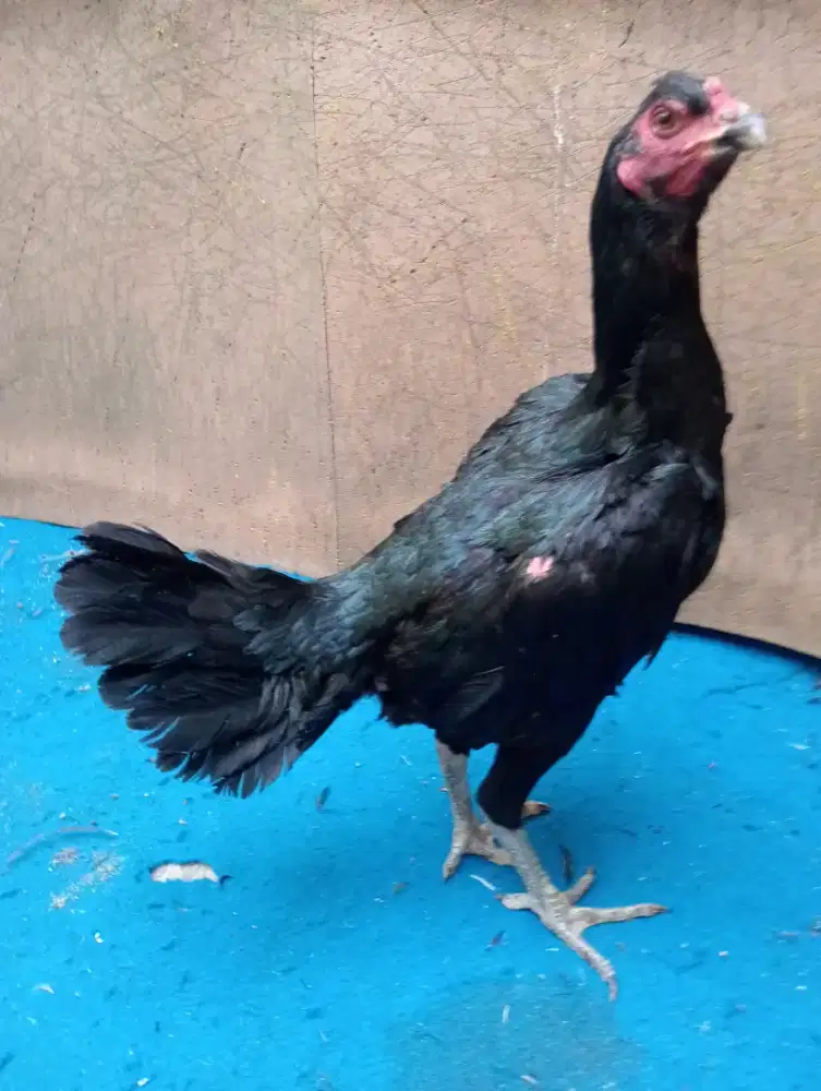 Ayam Betina koyngon (pakoy Mangon jambul