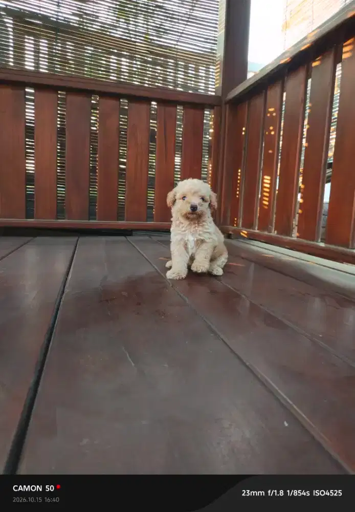Puppy poodle ganteng